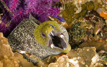 a moray eel in a coral reef.