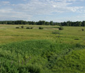 Photo of a grassland.