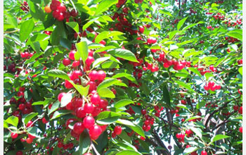 Photo of a fruiting sour cherry trees.