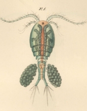 Copepods like the one in this watercolor have much to tell scientists about evolution.