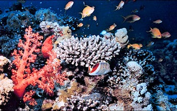 Photo of fish swimming around a coral reef.