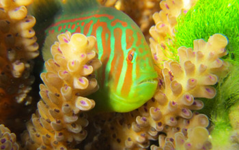 Photo of a goby fish on a coral reef in Fiji.