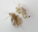 two Daphnia dentifera individuals with upper right uninfected, lower left infected.