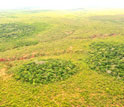 Photo of dry forest islands in a sea of Brazilian savanna.