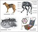 Illustration showing a dog and a shell as isnpiration for engineered nano systems