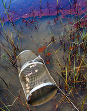 Photo of oil contamination and minnor trap in the marsh at Grand Terre Island, Louisiana.