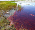 Photo of Louisiana's Grand Terre Island marshes contaminated with oil along with a minnow trap.