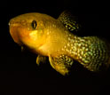 Photo of a killifish, the fish studied in the Gulf of Mexico oil spill research project.