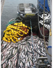 Photo of a load of salmon from Prince William Sound, Alaska.