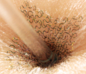 When compressed and pulled, the epidermal electronics device conforms with the skin.