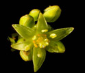 Photo of an avocado flower.