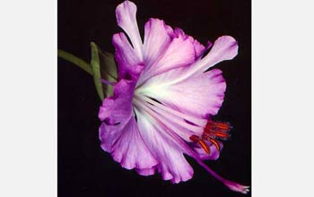 Brewer's clarkia flowers produce and emit more than 10 different volatiles.