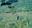 Photo of a researcher catching Mormon Fritillary butterflies in the Rocky Mountains of Colorado.