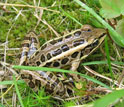 Photo of a pickerel frog.