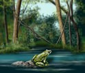 illustration showing a frog on a rock in water