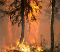 LTER scientists work to determine what affects forest recovery after a fire.