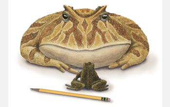 Illustration of giant frog Beelzebufo, the largest frog ever to live on Earth.