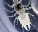 A close-up of an adult male gnathiid.