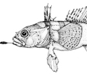 Drawing of Antarctic gravelbeard plunderfish