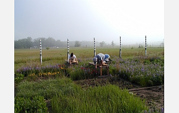 Scientists study purple lupines and other flowers and grasses in an experimental plot.