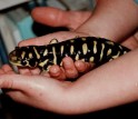 Adult hybrid salamander.