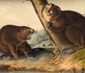 The American Beaver, by John James Audubon, 1854.