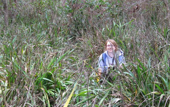 Researcher Kristin Powell amid the invasive plant cerulean flax lily in central Florida.