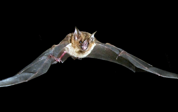 Leaf structure on face of leaf-nosed bats may be important for echolocation