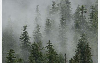 Photo of a forest covered in mist.