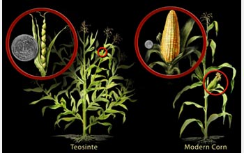 Illustration of the wild grass teosinte and modern corn.