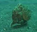 Octopi walking video