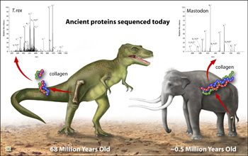 Ancient proteins have been found in bones like those of a 69-million-year-old T. rex fossil.