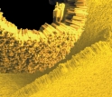 This image depicts the self-assembly of gold-polymer nanorods into a curved structure.