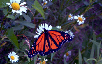Photo of monarch butterfly and flowers