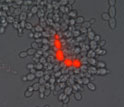 multi-cellular yeast individuals containing central dead cells stained red.