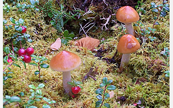 Photo of mushrooms, sphagnum moss and cranberry.