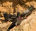Feral rock pigeons perched on cliffs near Norfolk in the U.K.