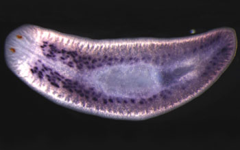 Researchers recently identified a key gene that maintains stem cells in planaria.