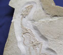 Photo of the skeleton of the small carnivorous dinosaur Juravenator starki.