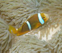 a clownfish on anemone.