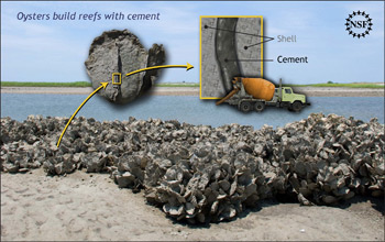 Illustration showing how oysters build their reefs using a specialized cement.