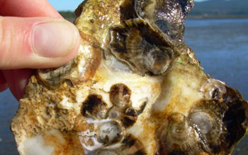 Photo of a hand holding oysters raised in a hatchery in Oregon.