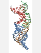 A piece of the RNA domain in human telomerase