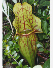 Photo of a water-filled purple pitcher plant leaf.