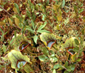 Photo of the purple pitcher plant, Sarracenia purpurea.