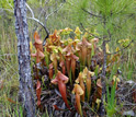 Photo of red-leaved hybrid of S. purpurea and S. flava.