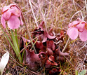 Photo of a pitcher plant with pink flowers, which is characteristic of Gulf Coast populations.