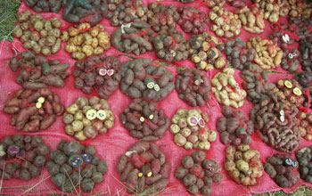 various types of potatoes that are grown in Peru.