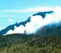 A forest fire sends smoke up