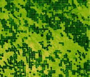 An Enhanced Vegetation Index from Landsat imagery helps define irrigated fields in the study area.